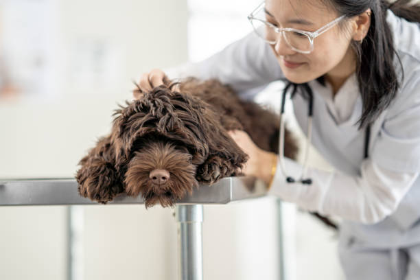 Veterinarian with a Dog A female Veterinarian of Asian decent looks over a young puppy who has come in for a check-up. dog veterinarian stock pictures, royalty-free photos & images