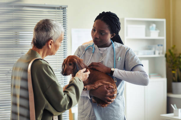 Young Woman Working at Vet Clinic Portrait of black young woman as veterinarian examining dog dachshund and speaking to client in vet clinic veterinarian stock pictures, royalty-free photos & images