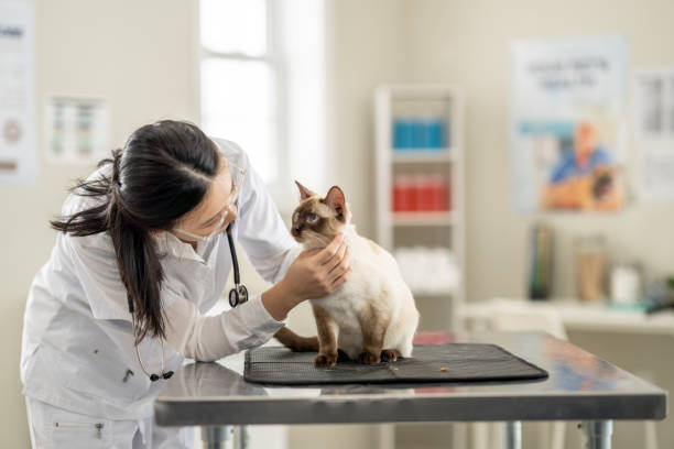 Veterinarian with a Cat A female Veterinarian of Asian decent looks over an adult cat who has come in for a check-up. veterinarian stock pictures, royalty-free photos & images
