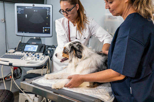 Veterinary Physical Exam of Dogs Veterinary Physical Exam of Dogs veterinarian stock pictures, royalty-free photos & images
