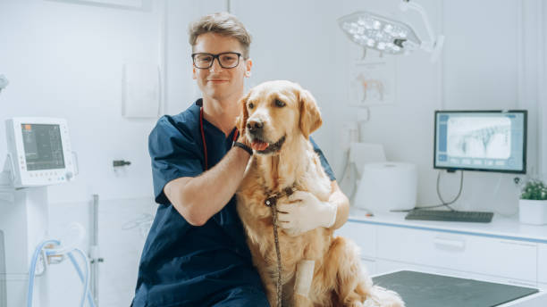 Portrait of a Young Veterinarian in Glasses Petting a Noble Healthy Golden Retriever Pet in a Modern Veterinary Clinic. Handsome Man Looking at Camera and Smiling Together with the Dog. Static Footage Portrait of a Young Veterinarian in Glasses Petting a Noble Healthy Golden Retriever Pet in a Modern Veterinary Clinic. Handsome Man Looking at Camera and Smiling Together with the Dog. Static Footage veterinarian stock pictures, royalty-free photos & images