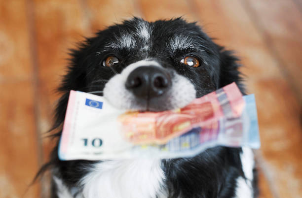 Black and White Border Collie with Euro Banknotes. Cute Dog Holding Money in Mouth. Cute Dog Holding Money in Mouth. Black and White Border Collie with Euro Banknotes. veterinarian cost stock pictures, royalty-free photos & images