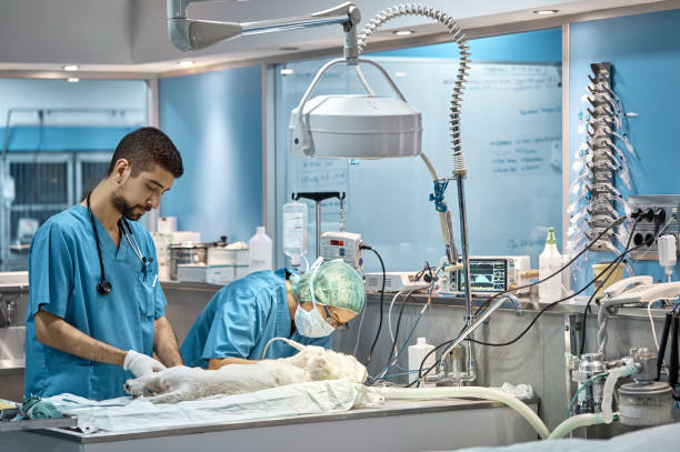 Doctor operating dog by colleague in hospital Female veterinarian examining dog's dental health by colleague. Surgeon performing medical procedure on animal in hospital. Doctors are in operating room. veterinarian stock pictures, royalty-free photos & images