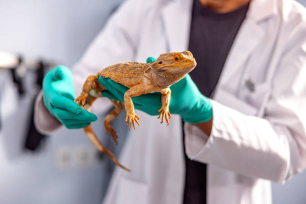 Vetenerian Holding A Bearded Dragon Hispanic veterinarian holding a bearded dragon from the head to the tale on the exam table. veterinarian stock pictures, royalty-free photos & images