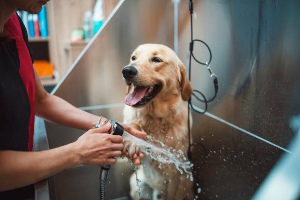 Golden retriver dog taking a shower in a pet grooming salon. Groomer working with a golden retriver dog in pet grooming salon. dog groomer stock pictures, royalty-free photos & images