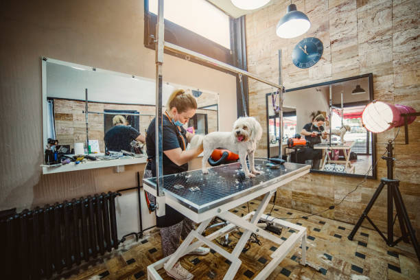 Dog salon at the time of the corona virus - Little white Maltese dog in a dog beauty salon - A Maltese dog is sitting on a table in a dog salon Hair shortening in a dog salon - A Maltese dog is sitting on a table in a dog salon - Dog salon at the time of the corona virus dog groomer stock pictures, royalty-free photos & images