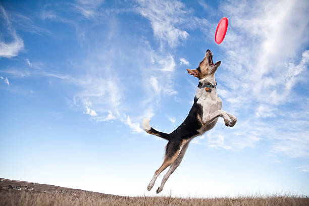 Frisbee dog A dog jumping to catch a frisbee. dog exercise stock pictures, royalty-free photos & images
