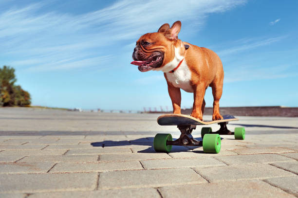 Young active french bulldog standing on the longboard  against blue sky background Young active french bulldog standing on the longboard  against blue sky background dog exercise stock pictures, royalty-free photos & images