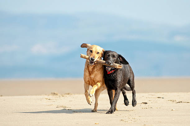 teamwork two dogs retrieving the same stick on the beach dog exercise stock pictures, royalty-free photos & images