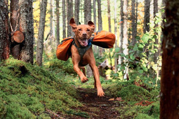 Happy Vizsla in Backpack Vizsla running on trail with backpack on. dog exercise stock pictures, royalty-free photos & images