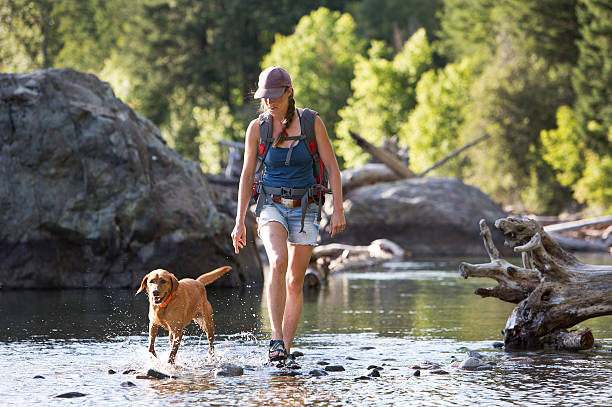 Hiker and Dog Crossing The Shallow Part of a River. A hiker and her dog cross the shallow part of a river in the western United States. They are on a day hike and the woman is carrying a small backpack. dog exercise stock pictures, royalty-free photos & images