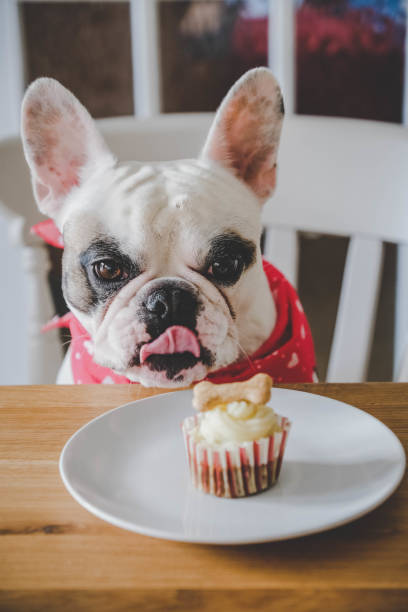 Hungry French Bulldog looking at her birthday cupcake Frenchie dog birthday and homemade dog birthday cake dog birthday cake stock pictures, royalty-free photos & images