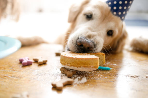 Dog eating birthday cake Dog birthday party. dog birthday cake stock pictures, royalty-free photos & images