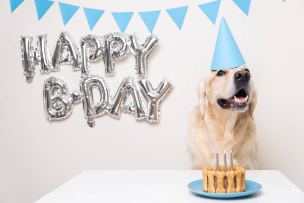Cute dog sitting with cake and balloons at a birthday party. Golden retriever wearing a blue birthday cap. A pet's birthday party Cute dog sitting with cake and balloons at a birthday party. Golden retriever wearing a blue birthday cap. A pet's birthday party dog birthday cake stock pictures, royalty-free photos & images