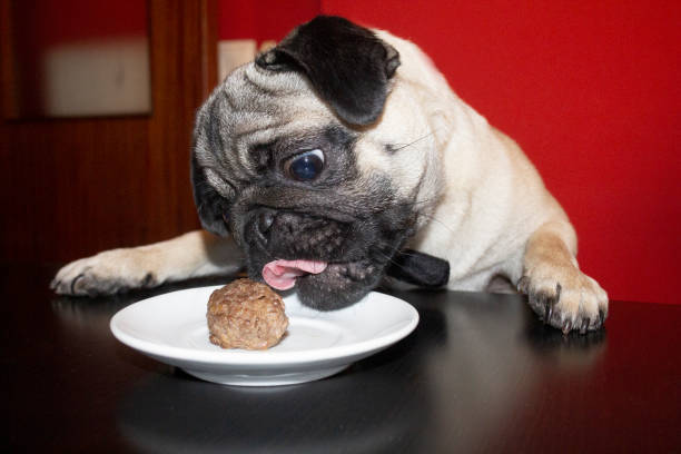 Funny and cute pug dog with bow tie tried to eat a meatball Funny and cute pug dog with bow tie tried to eat a meatball dog meathballs stock pictures, royalty-free photos & images