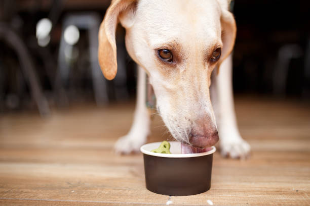 Dog eating treats at pet friendly restaurant Dog eating treats with ice cream at pet friendly restaurant. dog icecream stock pictures, royalty-free photos & images