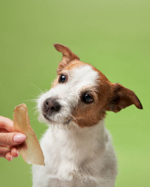 An eager Jack Russell Terrier snatches a jerky treat An eager Jack Russell Terrier dog snatches a jerky treat, eyes fixed with delight. A human hand offers the savory reward, promising satisfaction dog jerky stock pictures, royalty-free photos & images