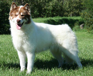 Canadian Eskimo Dog - Wikipedia