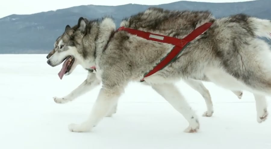 Canadian Inuit dogs, an ancient breed with incredible wilderness skills |  The Kid Should See This