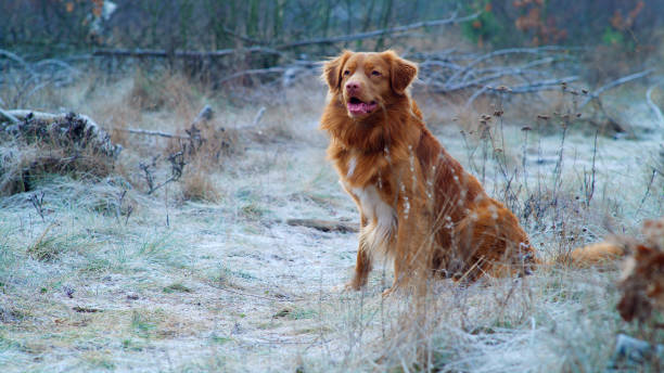 Happy, Nova Scotia Duck Tolling Retriever playing fetch - waiting for the next throw. Winter walk Purebreed dog playing on the meadow covered with frost. Winter walk nova scotia duck tolling stock pictures, royalty-free photos & images