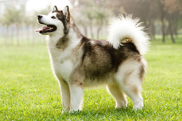 Alaskan Malamute Alaskan sled dog on the grass alaskan malamute stock pictures, royalty-free photos & images
