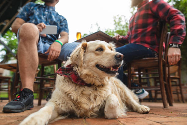 Cute dog sitting with his owner in a local beer brewery Dog and his two hipster friends dog restaurant stock pictures, royalty-free photos & images