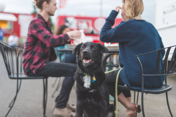 Food Cart Customers A young hipster couple enjoys lunch at an outdoor food cart. Their dog sits patiently by their chairs and stands guard while they eat. dog restaurant stock pictures, royalty-free photos & images