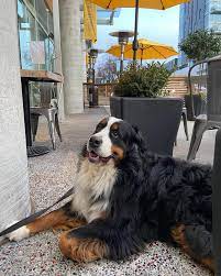 22 fantastic dog-friendly patios in Vancouver | Dished