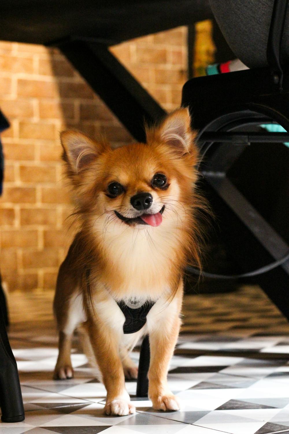 This are some pet friendly places around Vancouver! | Evolution 107.9