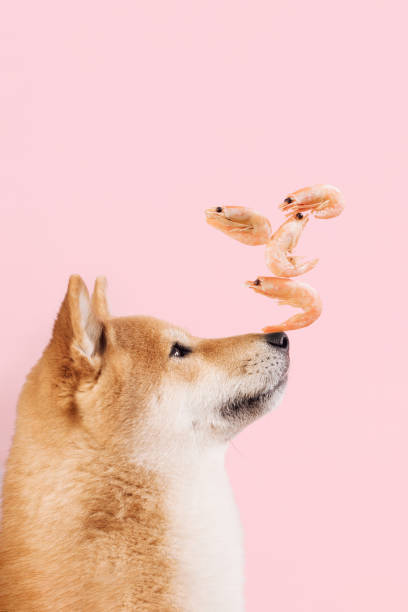 Funny dog ​​with shrimp balance on pink background Funny dog ​​with shrimp balance on pink background dog shrimp stock pictures, royalty-free photos & images
