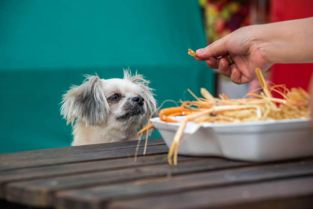 Dog so cute mixed breed with Shih-Tzu, Pomeranian and Poodle sitting at wooden table outdoor restaurant waiting to eat a prawn fried shrimp seasoning salt feed by people is a pet owner Dog so cute mixed breed with Shih-Tzu, Pomeranian and Poodle sitting at wooden table outdoor restaurant waiting to eat a prawn fried shrimp seasoning salt feed by people is a pet owner dog shrimp stock pictures, royalty-free photos & images