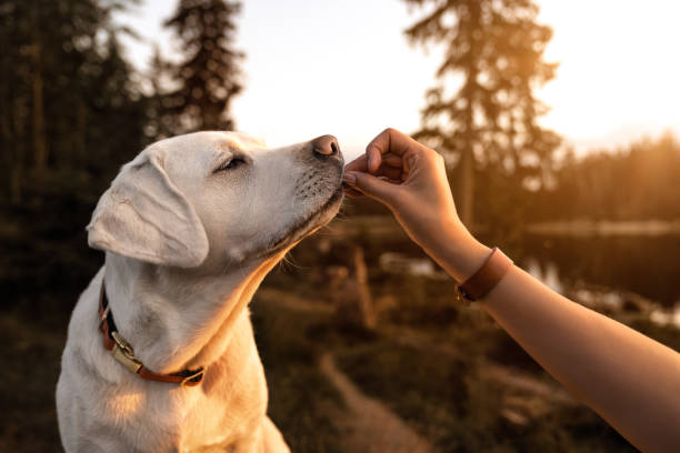 young beautiful labrador retriever puppy is eating some dog food out of humans hand outside during golden late sunset young beautiful labrador retriever puppy is eating some dog food out of humans hand outside during golden sunset dog food outside stock pictures, royalty-free photos & images