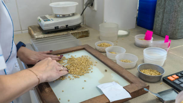 Laboratory assistant in a food quality laboratory. Barley quality check Photo Laboratory assistant in a food quality laboratory. Barley quality check extruder dog food stock pictures, royalty-free photos & images