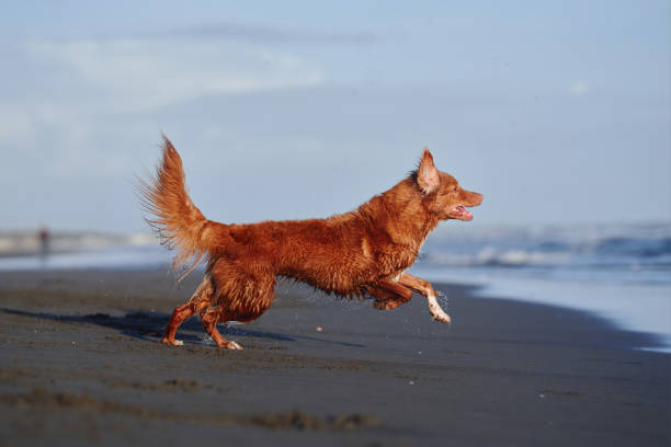 dog on the beach. Nova Scotia duck tolling retriever jumps on sand, water. Vacation with a pet Funny red dog on the beach. Nova Scotia duck tolling retriever runs on sand, water. Vacation with a pet dog beach canada stock pictures, royalty-free photos & images