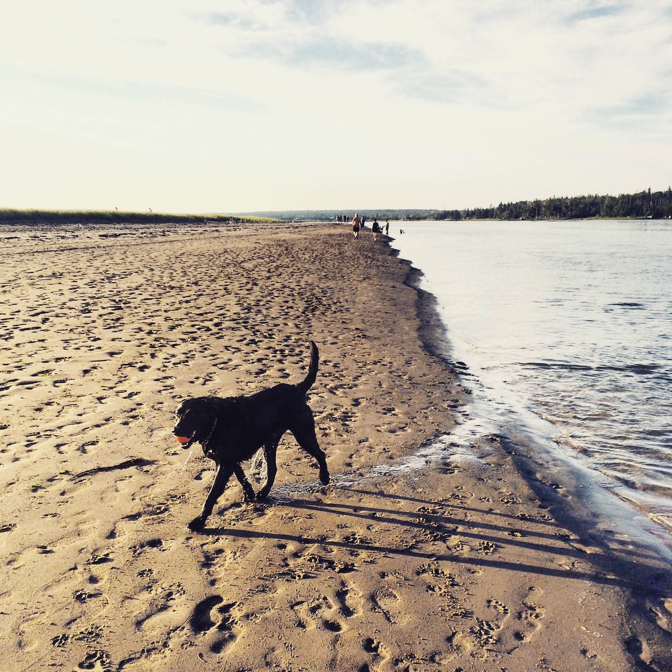 The Pros and Cons of Taking Your Dog to Rainbow Haven Beach – Halifax  Dogventures