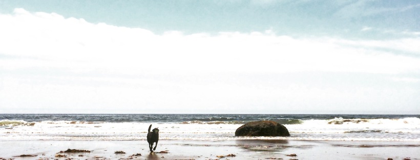 The Dog Days of Summer at Conrad's Beach – Halifax Dogventures