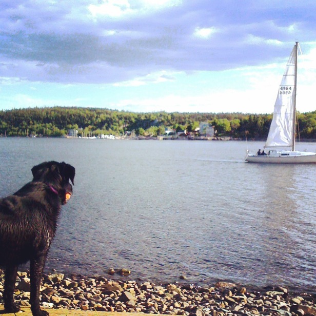 Point Pleasant Park – Halifax Dogventures