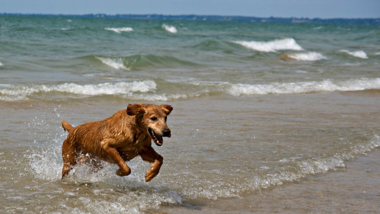 Dog Friendly Beaches & Parks in Ontario Provincial Parks • Park Reports