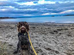 Irving Nature Park - Hi Everyone! Roger here again to send out a friendly  reminder, that although our gates are closed for the season, the Irving  Nature Park is an on-leash park.