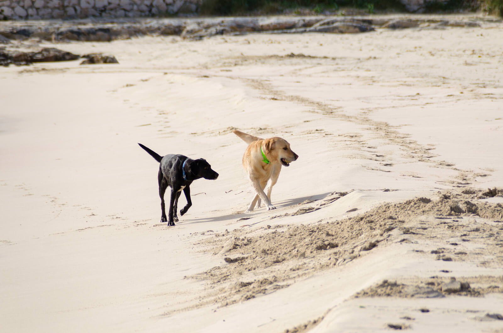 Singing Beach - Dog Friendly Beach in Manchester-by-the-Sea, MA | Wag!
