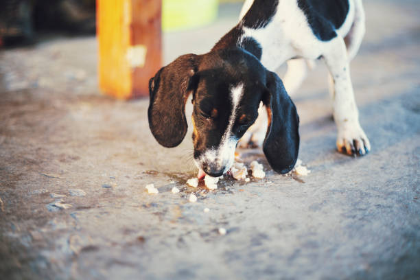 Puppy eats scraps off the floor A long eared puppy eats scraps off the floor dog table scraps stock pictures, royalty-free photos & images