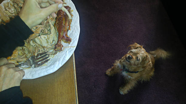 CC-Tmobile-Photobrief2 Canine Anticipates Giving Thanks dog table scraps stock pictures, royalty-free photos & images