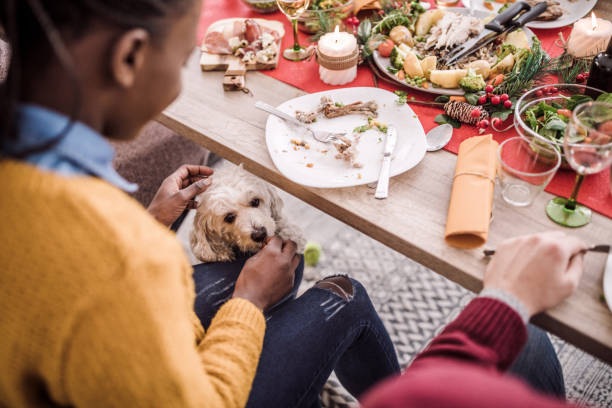 Cute Puddle Waiting For Leftovers Under Table Cute Puddle Waiting For African Woman To Give It Leftovers Under Table On Christmas Eve dog table scraps stock pictures, royalty-free photos & images