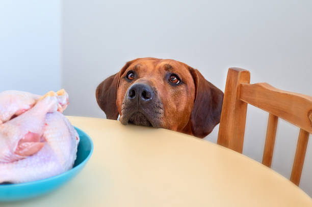 Dog sitting behind the kitchen table and looking at raw chicken meat Dog sitting behind the kitchen table and looking at raw chicken meat Dog begging for food Hungry dog waiting for food dog chicken stock pictures, royalty-free photos & images