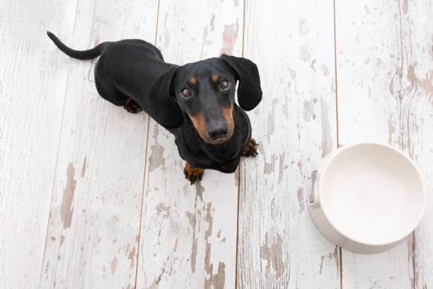 Hungry dachshund dog looking up next to a white bowl Hungry dachshund dog looking up next to a white bowl dog face in bowl stock pictures, royalty-free photos & images