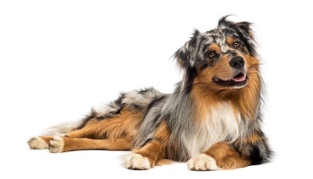 Australian shepherd blue merle, lying, panting, looking away Australian shepherd blue merle, lying, panting, looking away, 4 years old, isolated on white dog stock pictures, royalty-free photos & images