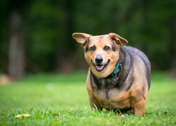 A severely overweight Welsh Corgi mixed breed dog with floppy ears standing outdoors A severely overweight Welsh Corgi mixed breed dog with floppy ears standing outdoors dog fat stock pictures, royalty-free photos & images