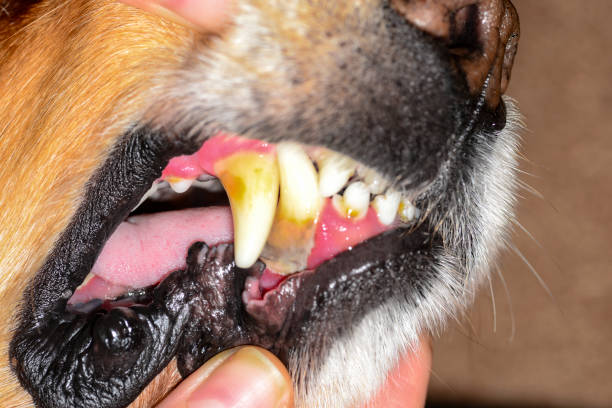 stone plaque on the teeth of a dog stone plaque on the teeth of a dog dog peridontal disease stock pictures, royalty-free photos & images