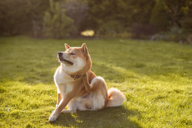 Shiba inu dog is sitting on the grass on sunny spring day and scratching his neck Shiba inu dog is sitting on the grass on sunny spring day and scratching his neck dog scratch stock pictures, royalty-free photos & images