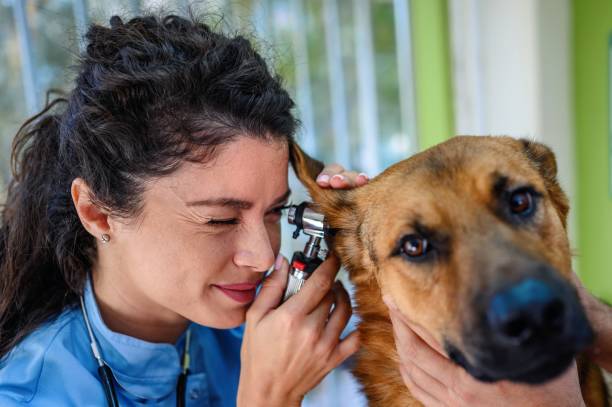 Veterinarian examining dog's ear at vet's office. Veterinarian checking up the dog at the veterinarian clinic dog ear infection stock pictures, royalty-free photos & images